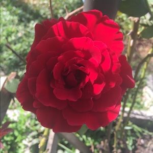 Meet your Posher, Amarilis